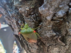 Acanthosoma labiduroides