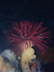 Eudistylia polymorpha