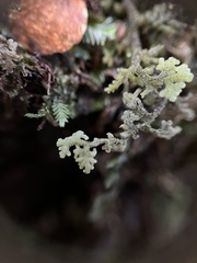 Trichocolea mollissima