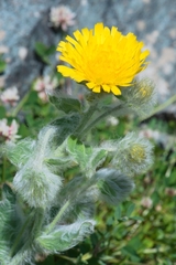 Hieracium villosum