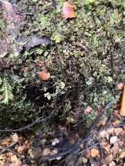 Trichocolea mollissima