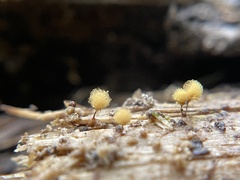 Hemitrichia