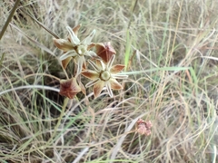 Asclepias stellifera