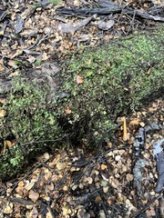 Trichocolea mollissima