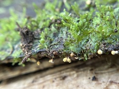 Hemitrichia