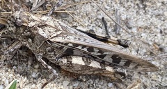 Pardalophora phoenicoptera