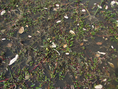 Ludwigia adscendens subsp. diffusa image