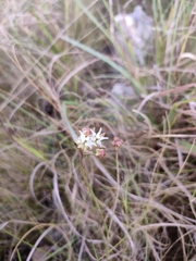 Asclepias stellifera