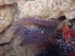 Bispira pacifica