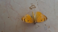 Colotis fausta