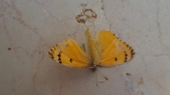 Colotis fausta
