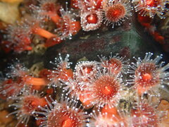 Corynactis californica