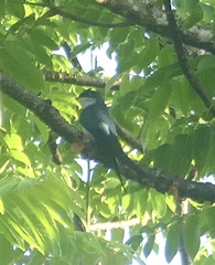 Hemiprocne longipennis