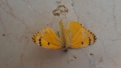 Colotis fausta