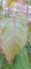 Phytolacca americana