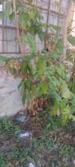 Phytolacca americana