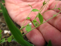 Evolvulus alsinoides