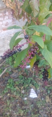 Phytolacca americana