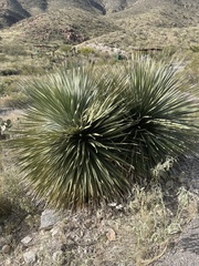 Dasylirion leiophyllum
