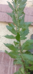 Dittrichia viscosa