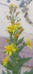 Dittrichia viscosa