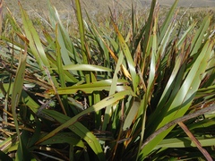 Ichneutica steropastis
