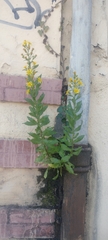 Dittrichia viscosa