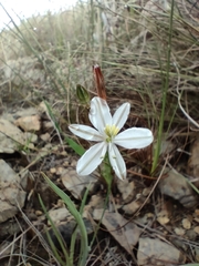 Chlorophytum cooperi