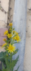Dittrichia viscosa