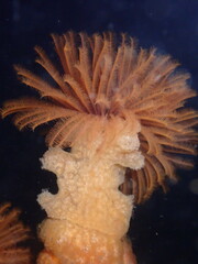 Eudistylia polymorpha