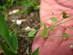 Evolvulus alsinoides