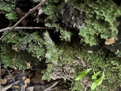 Leucobryum javense