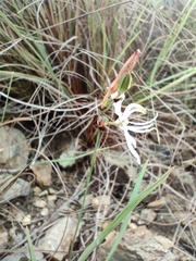 Chlorophytum cooperi