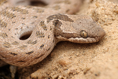 Hypsiglena chlorophaea