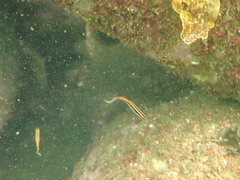 Trachinops taeniatus