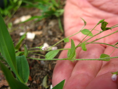 Evolvulus alsinoides