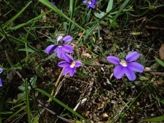 Scaevola ramosissima
