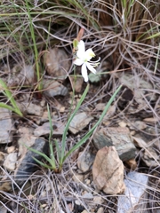 Chlorophytum cooperi