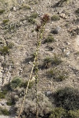 Dasylirion leiophyllum
