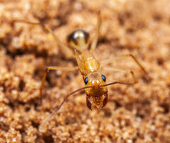 Myrmespera