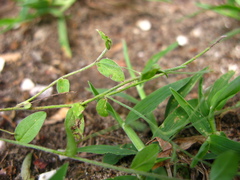 Evolvulus alsinoides