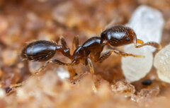 Monomorium