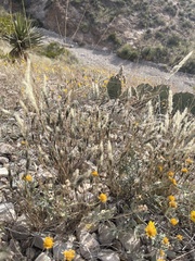 Enneapogon desvauxii