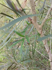 Billardiera scandens