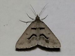 Dichromodes atrosignata