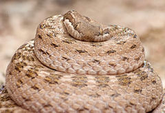 Hypsiglena chlorophaea