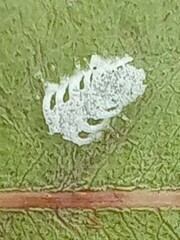 Eucalyptolyma maideni