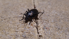 Carabus impressus