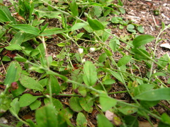 Evolvulus alsinoides