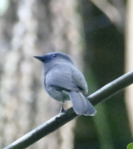Pale-blue Monarch (Hypothymis puella), photo 5